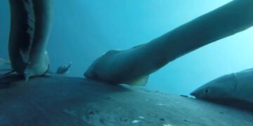 Осідлали найбільших тварин на Землі: які тварини використовують китів як транспорт