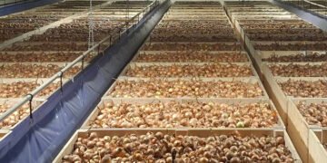 МХП підбив підсумки урожайності овочів