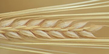 Близько 80% експорту українського ячменю скуповують 5 країн