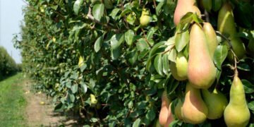 Кооперативи об’єднуються в одного з найбільших виробників овочів та фруктів у ЄС