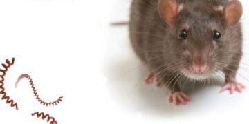 Смертельний випадок лептоспірозу на Львівщині: хворий звернувся запізно