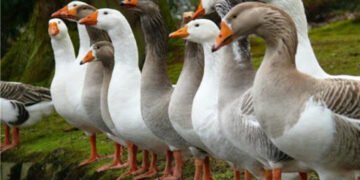 Україна збільшила на 6% закупівлю живої птиці за кордоном