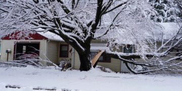 Суворі морози можуть змусити дерева вибухати: чи справді це так