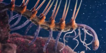 500 млн років тому на Землі мешкала моторошна істота: довгий час ніхто не знав, чим вона харчувалася