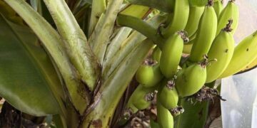 Субтропіки у Львові: у Стрийському парку посеред зими достигли банани, – ФОТО