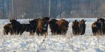 Вражаюче видовище: майже 100 зубрів помітили на полях Львівщини