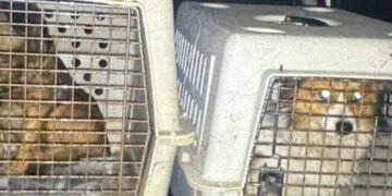 На Львівщині розслідують жорстоке поводження з тваринами: чоловік силоміць заливав собакам горілку