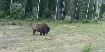 “Гарна спроба”: пітбуль переоцінив свої сили, коли вирішив “напасти” на бізона (відео)