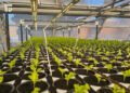 Гідропонна ферма на Житомирщині переходить у режим великого виробництва