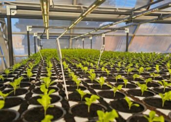 Гідропонна ферма на Житомирщині переходить у режим великого виробництва