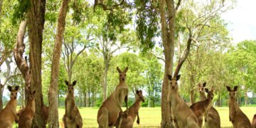 У минулому землю стрясали стрибками кенгуру вагою у чверть тонни: як їм вдавалося стрибати