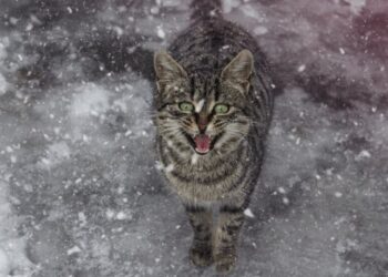 В Україну йде потепління, але з неприємним нюансом: якої погоди чекати на початку тижня