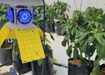 Винайдено технологію знищення шкідників у теплицях за допомогою світла