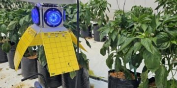 Винайдено технологію знищення шкідників у теплицях за допомогою світла