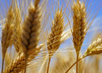 Український виробник системно експортує тверду пшеницю до Італії