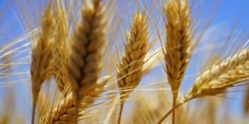 Український виробник системно експортує тверду пшеницю до Італії