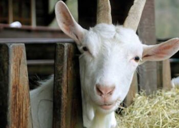 Lactalis закуповує козяче молоко по 900 євро/т