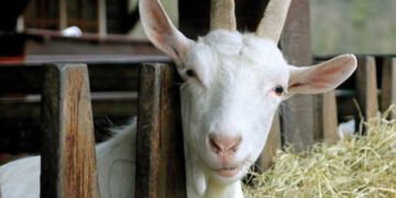 Lactalis закуповує козяче молоко по 900 євро/т