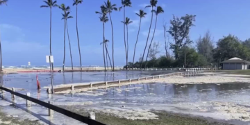 “Зникають” дерева: прибережне місто може опинитися під водою (відео, фото)