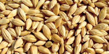 Туреччина закупила більше українського ячменю, однак Китай не наздогнала