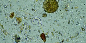 Небезпека для життя на Землі занадто велика: вчені налякані створенням “дзеркальних бактерій”