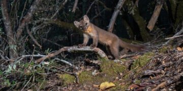 Вид, що опинився за крок від вимирання з вини людей, відновлюється: їх винищували заради хутра