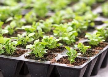 Що можна садити у січні та як правильно це робити