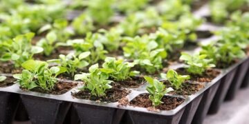 Що можна садити у січні та як правильно це робити