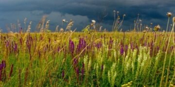 Праліси під захистом: на Львівщині хочуть створити нові заповідники