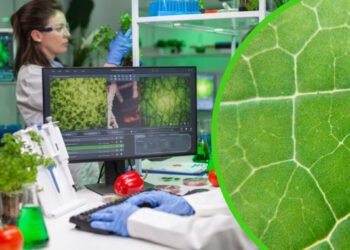 Дихання рослин: учені розробили нову технологію, яка оптимізує врожаї