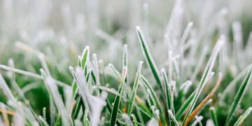 Науковець назвав культури, які краще сіяти в посушливих регіонах