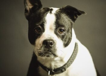 Чергова петиція до Кабміну про заборону утримання собак на ланцюгу набрала лише 100 голосів