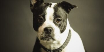 Чергова петиція до Кабміну про заборону утримання собак на ланцюгу набрала лише 100 голосів