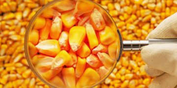 Щоб збільшити прибутки, аграріям радять звернути увагу на насінництво