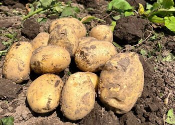 Німецькі картоплярі закликають до розробки єдиної стратегії боротьби зі шкідниками