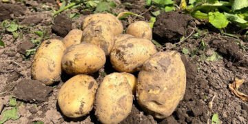 Німецькі картоплярі закликають до розробки єдиної стратегії боротьби зі шкідниками