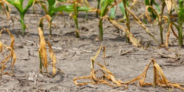 Аграріям за втрачені посіви виплачуватимуть 4,7 тис. грн/га