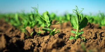 Названо перспективні культури для вирощування в Україні