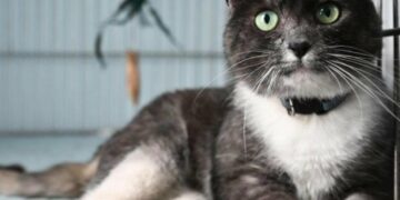 У Львові запустили банк крові для котів у тестовому режимі