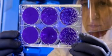 Чи загрожує Франції епідемія хантавірусу: що показали тести МОЗ