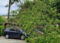 Пориви вітру у Львові: дерево пошкодило приватне авто на Виговського