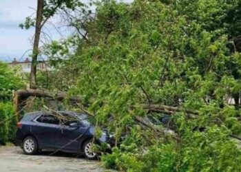 Пориви вітру у Львові: дерево пошкодило приватне авто на Виговського