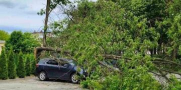 Пориви вітру у Львові: дерево пошкодило приватне авто на Виговського