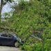 Пориви вітру у Львові: дерево пошкодило приватне авто на Виговського