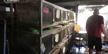 Ворог атакував зоопарк у Харкові безпілотником "Герань" – загинуло 10 кролів, у слона гострий стрес