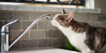 У двох районах Львова на два тижні вимкнуть гарячу воду: що відомо
