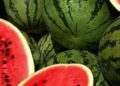 Торгівля кавунами, динями, овочами та фруктами: у Львові оновили правила сезонної торгівлі