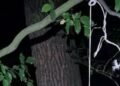 Повісив сусідського собаку в лісі: на Львівщини чоловіка підозрюють у жорстокому вбивстві