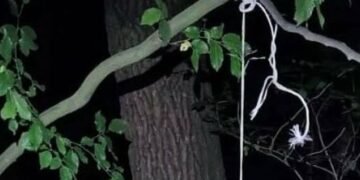 Повісив сусідського собаку в лісі: на Львівщини чоловіка підозрюють у жорстокому вбивстві