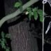Повісив сусідського собаку в лісі: на Львівщини чоловіка підозрюють у жорстокому вбивстві
